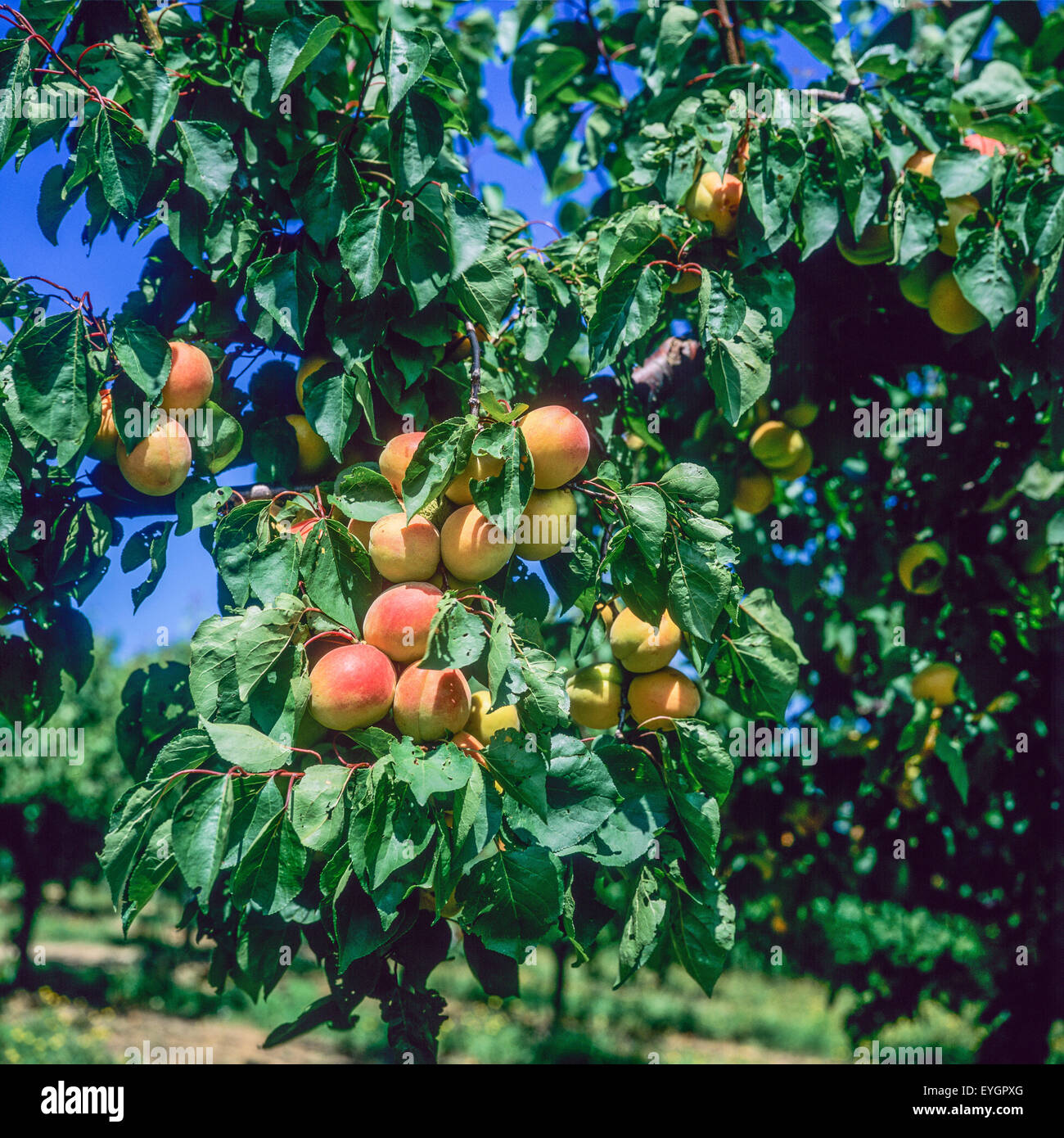 Apricot fruit ripens hires stock photography and images Alamy