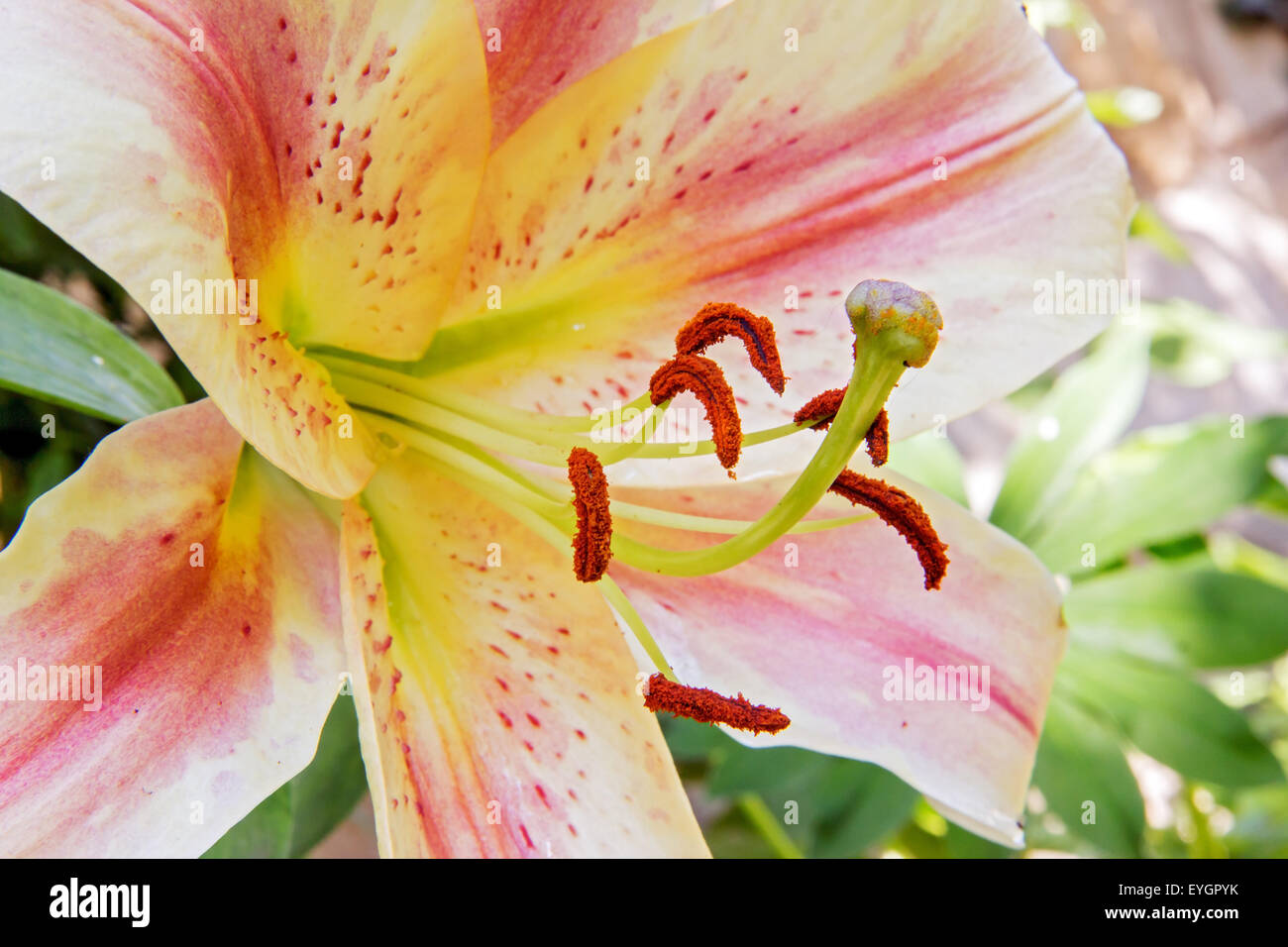 Closeup pistil of Blooming Lilium Stock Photo Alamy