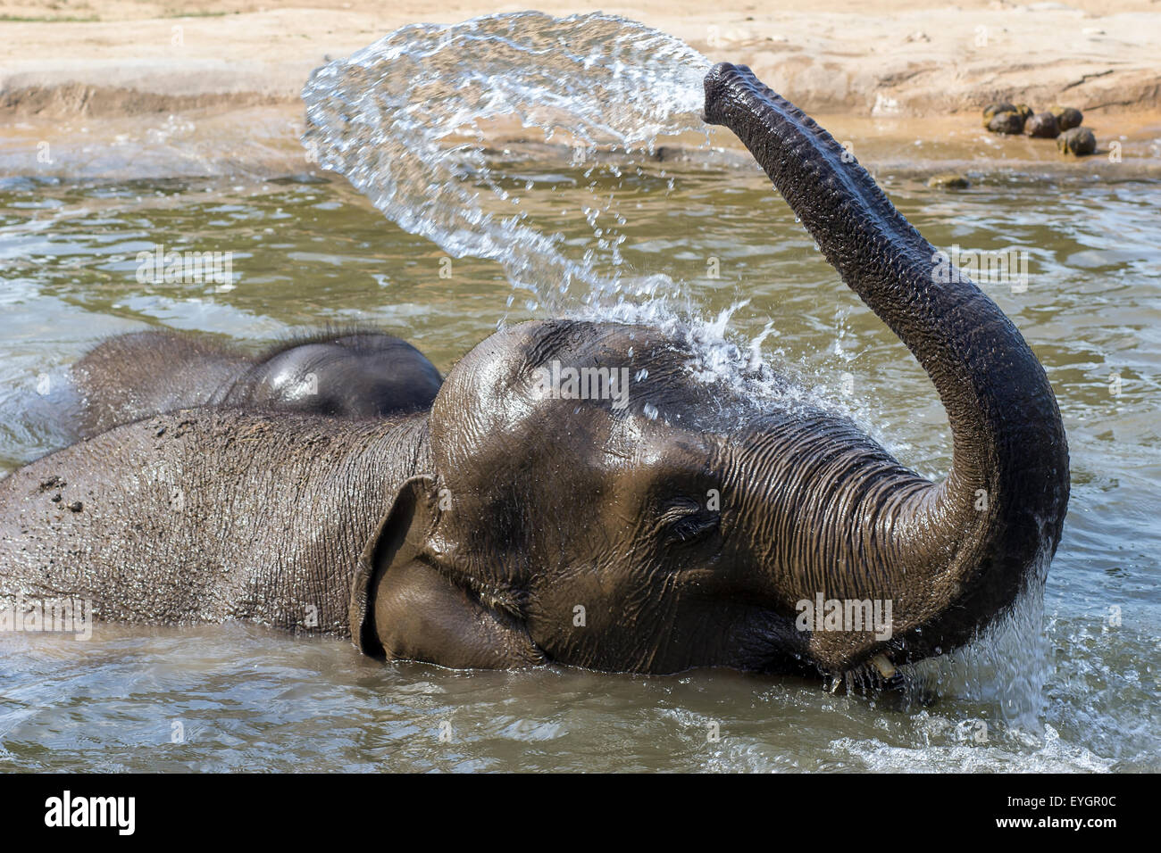 a pair of elephants relaxes in the water Stock Photo