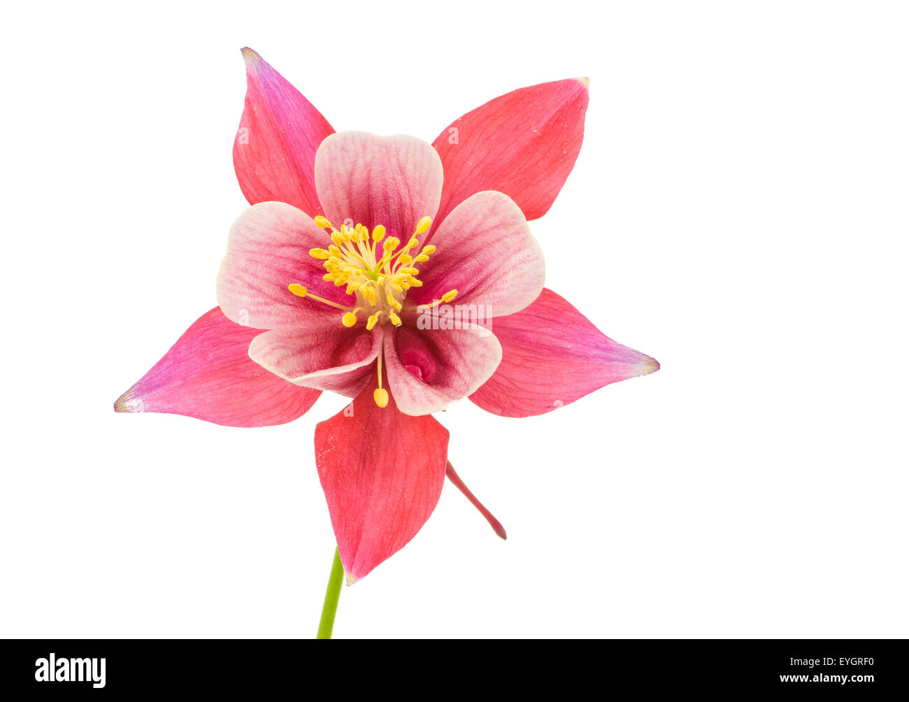 Isolated blossom of Columbine (Aquilegia) flower Stock Photo
