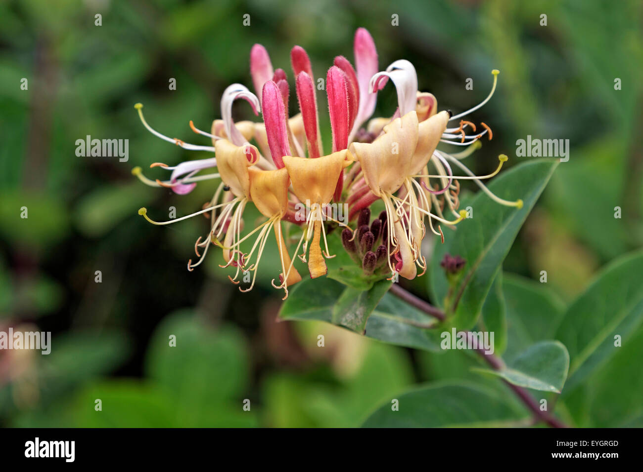 Flowering sweetsmelling Honeysuckle (Lonicera periclymenum), closeup