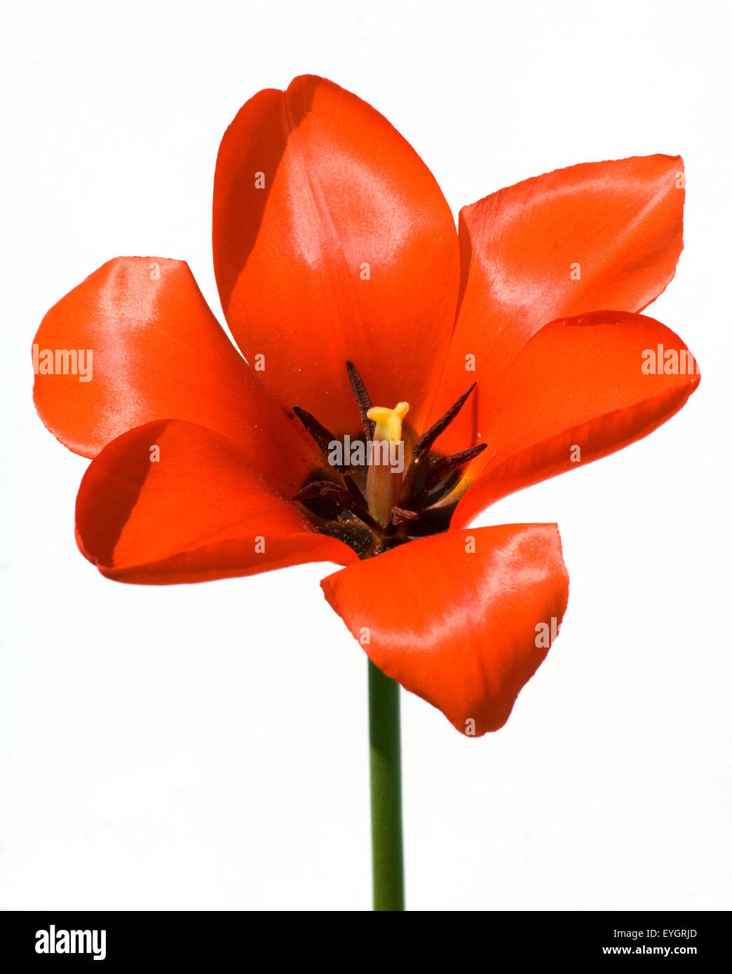 Rote Tulpe Stock Photo