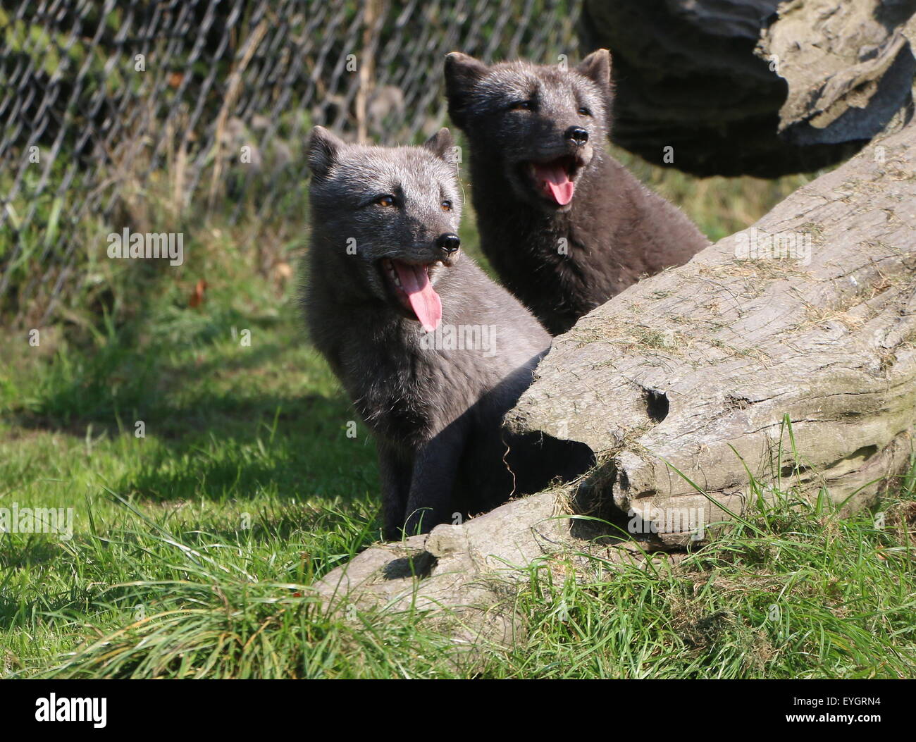 Two mature Arctic or Polar Foxes (Vulpes lagopus) at Rotterdam Blijdorp Zoo, The Netherlands (fence visible) Stock Photo