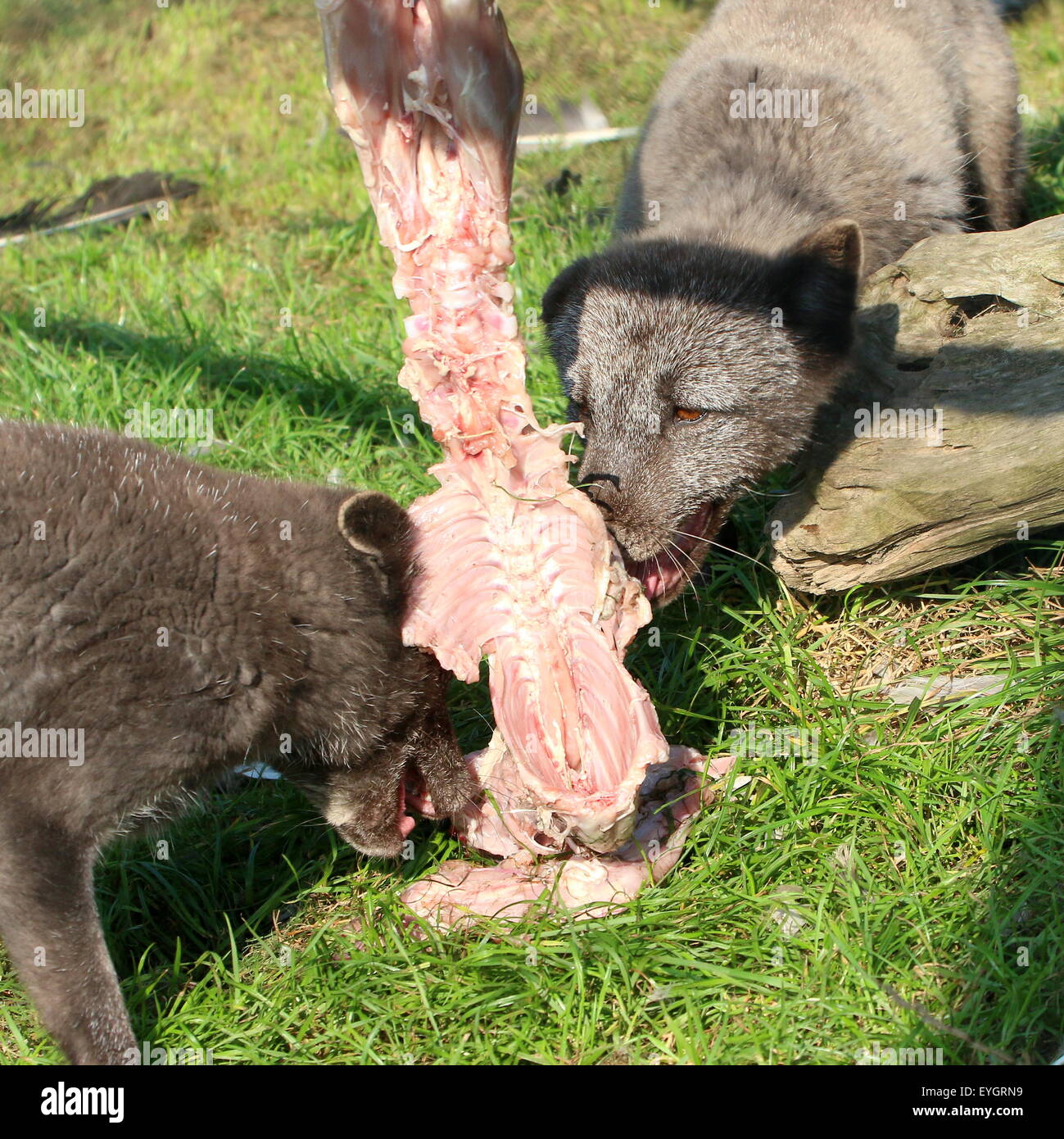 Arctic Foxes or Polar Foxes (Vulpes lagopus) tearing away at a carcass full of  meat Stock Photo
