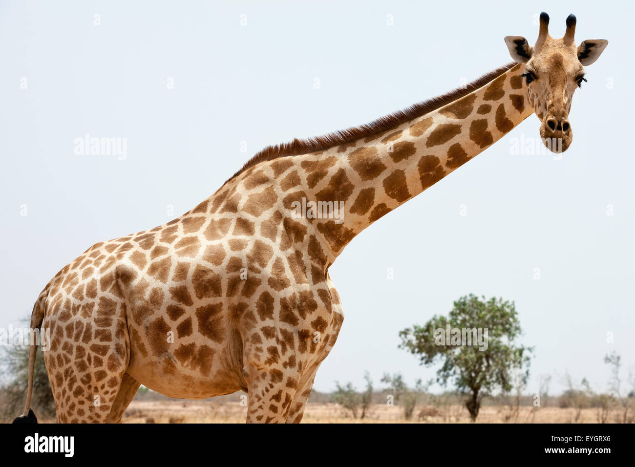 Southwest NIger,Africa,African Animal,Blue Sky Stock Photo