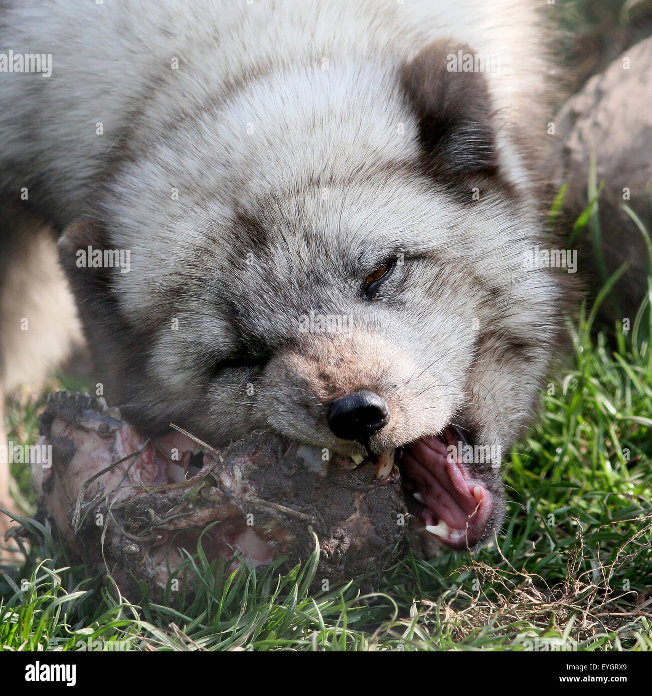 Closeup of the head of an Arctic Fox or Polar Fox (Vulpes lagopus) feeding on a carcass Stock Photo
