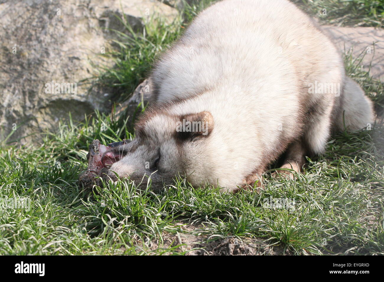Arctic Fox or Polar Fox (Vulpes lagopus) feeding on meat Stock Photo