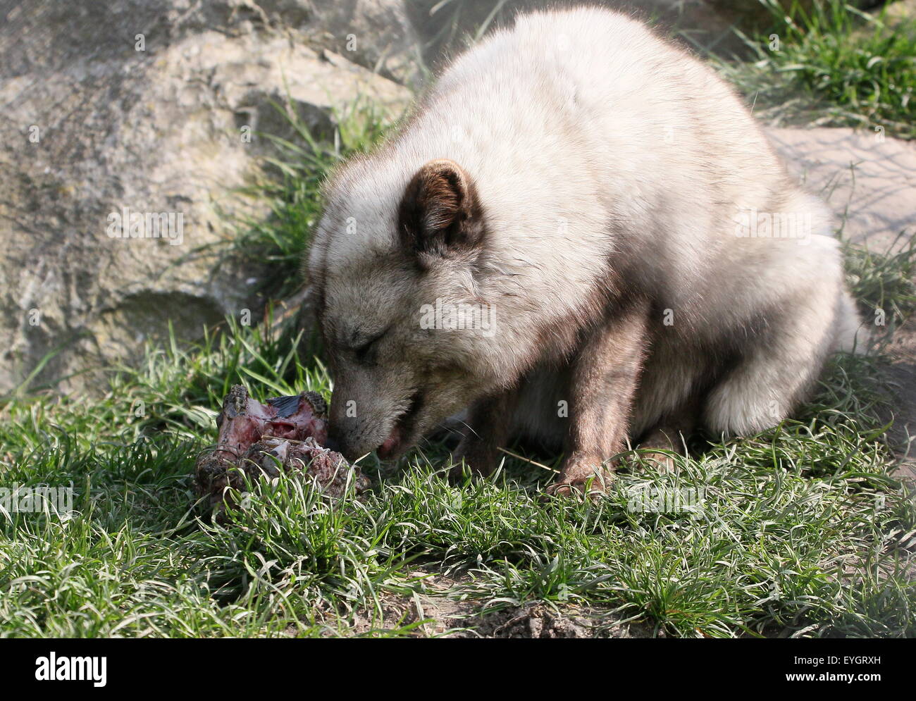 Arctic Fox or Polar Fox (Vulpes lagopus) feeding on meat Stock Photo