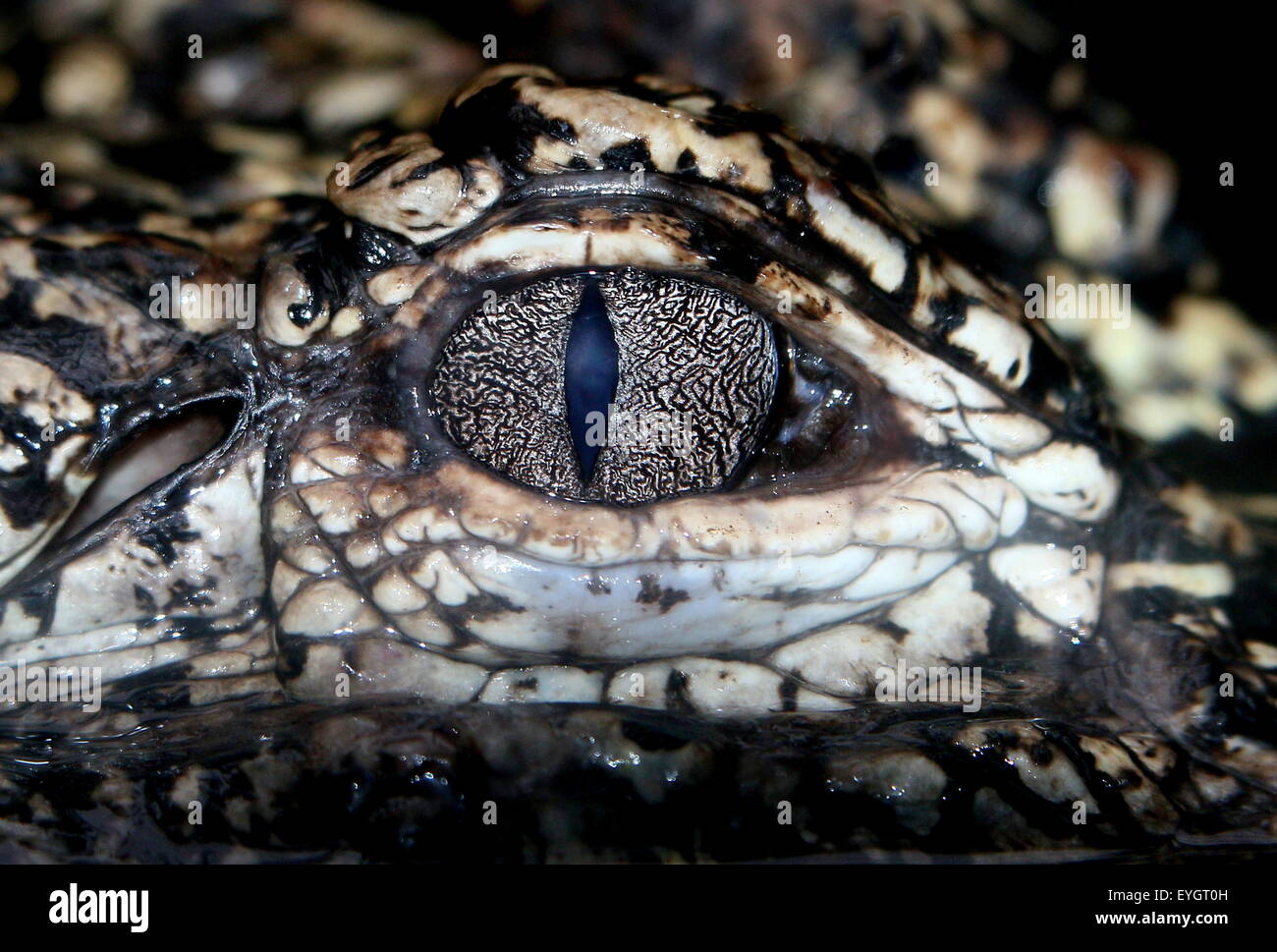 Extreme close-up of the eye of a Chinese alligator (Alligator sinensis) Stock Photo