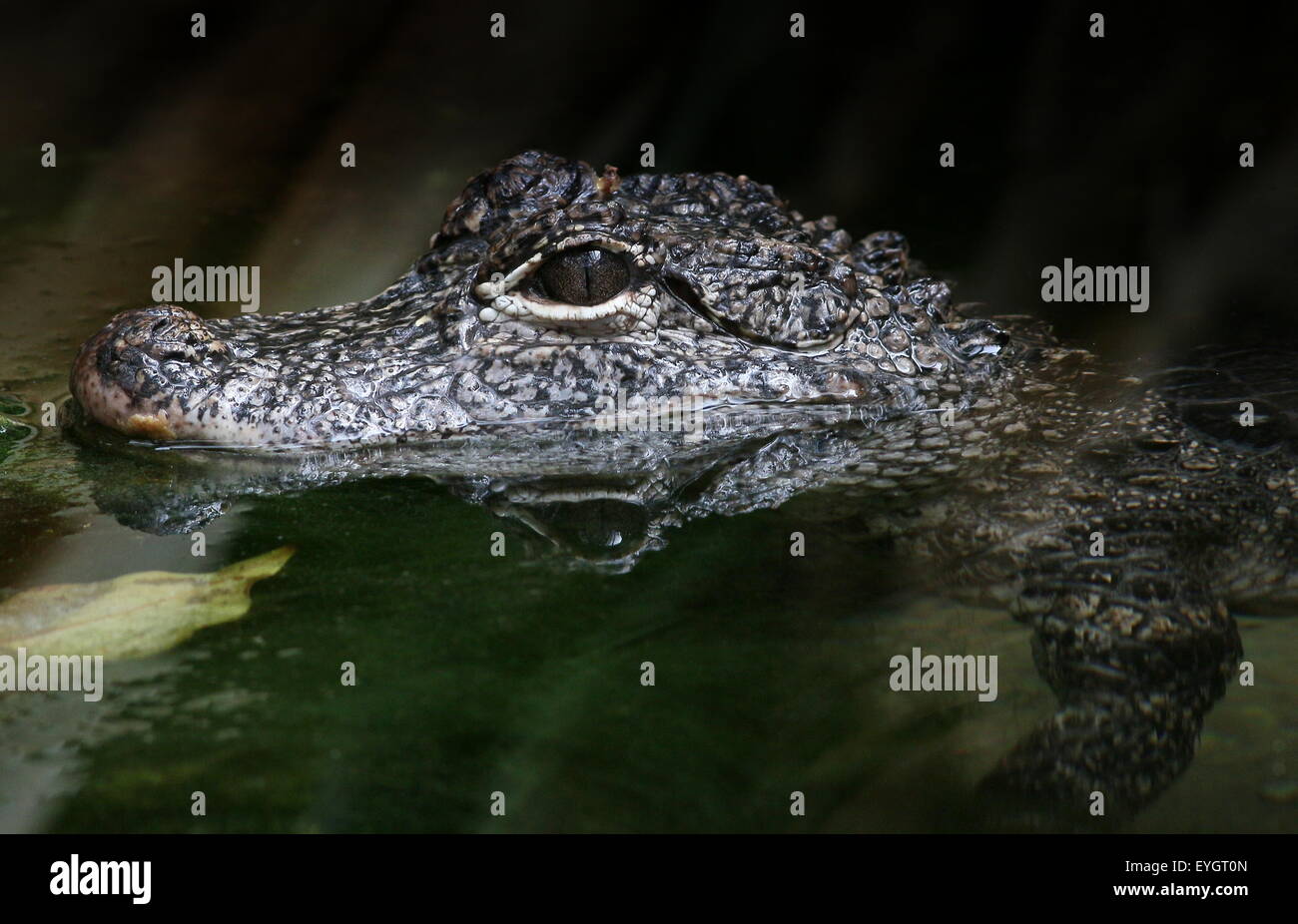 Chinese alligator (Alligator sinensis), close-up of the head, seen in profile while swimming Stock Photo