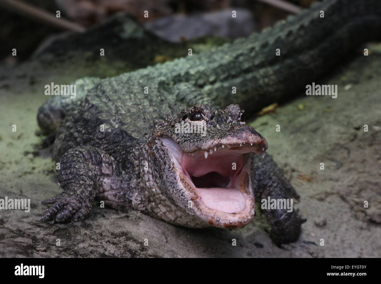 Chinese alligator (Alligator sinensis), close-up of the head, jaws wide open Stock Photo