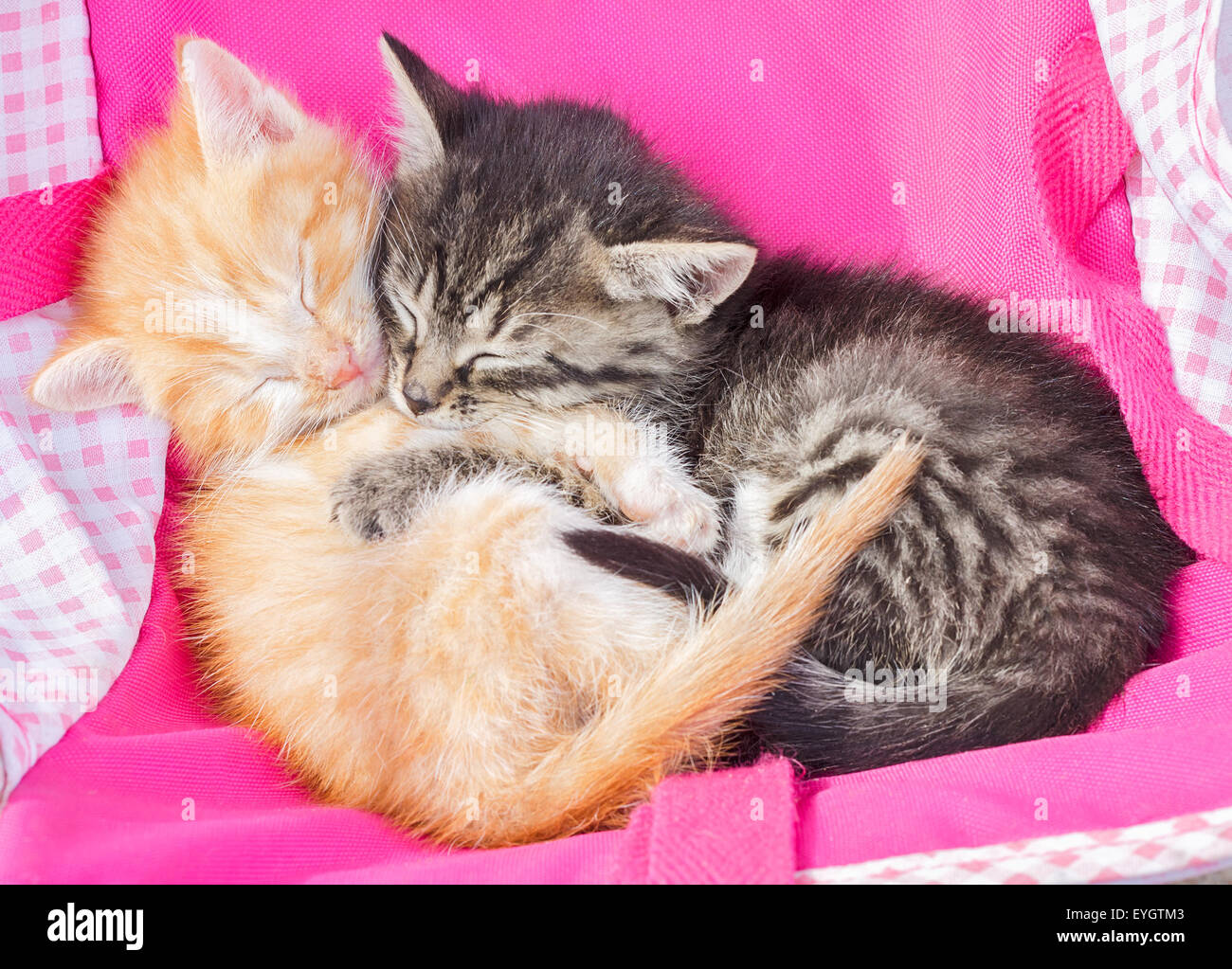 Коты обнимаются