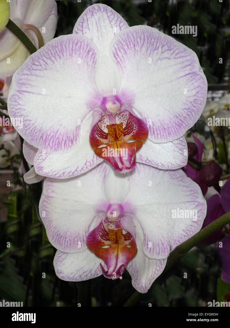 schmetterlingsorchidee; Malaienblume, Nachtfalter-Orchidee, Phalaenopsis Stock Photo