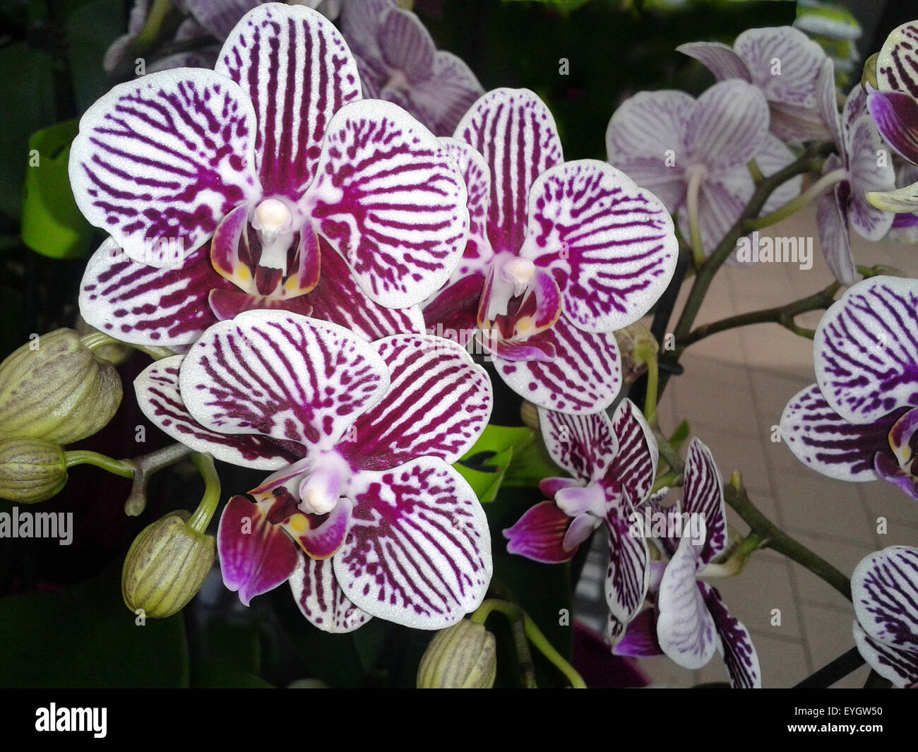 schmetterlingsorchidee; Malaienblume, Nachtfalter-Orchidee, Phalaenopsis; Stock Photo