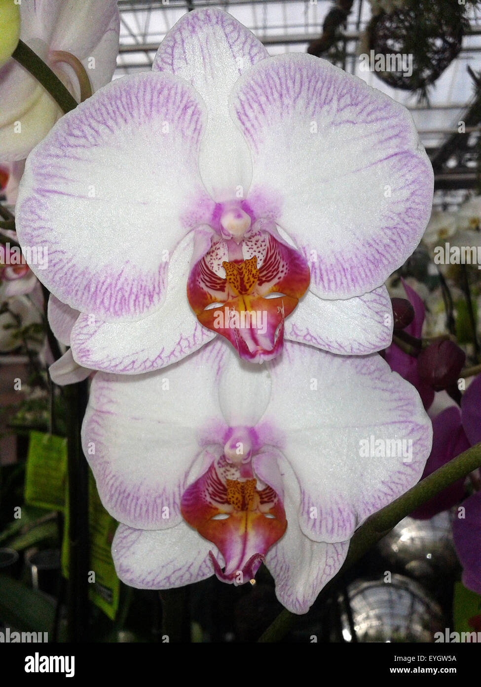 schmetterlingsorchidee; Malaienblume, Nachtfalter-Orchidee, Phalaenopsis; Stock Photo