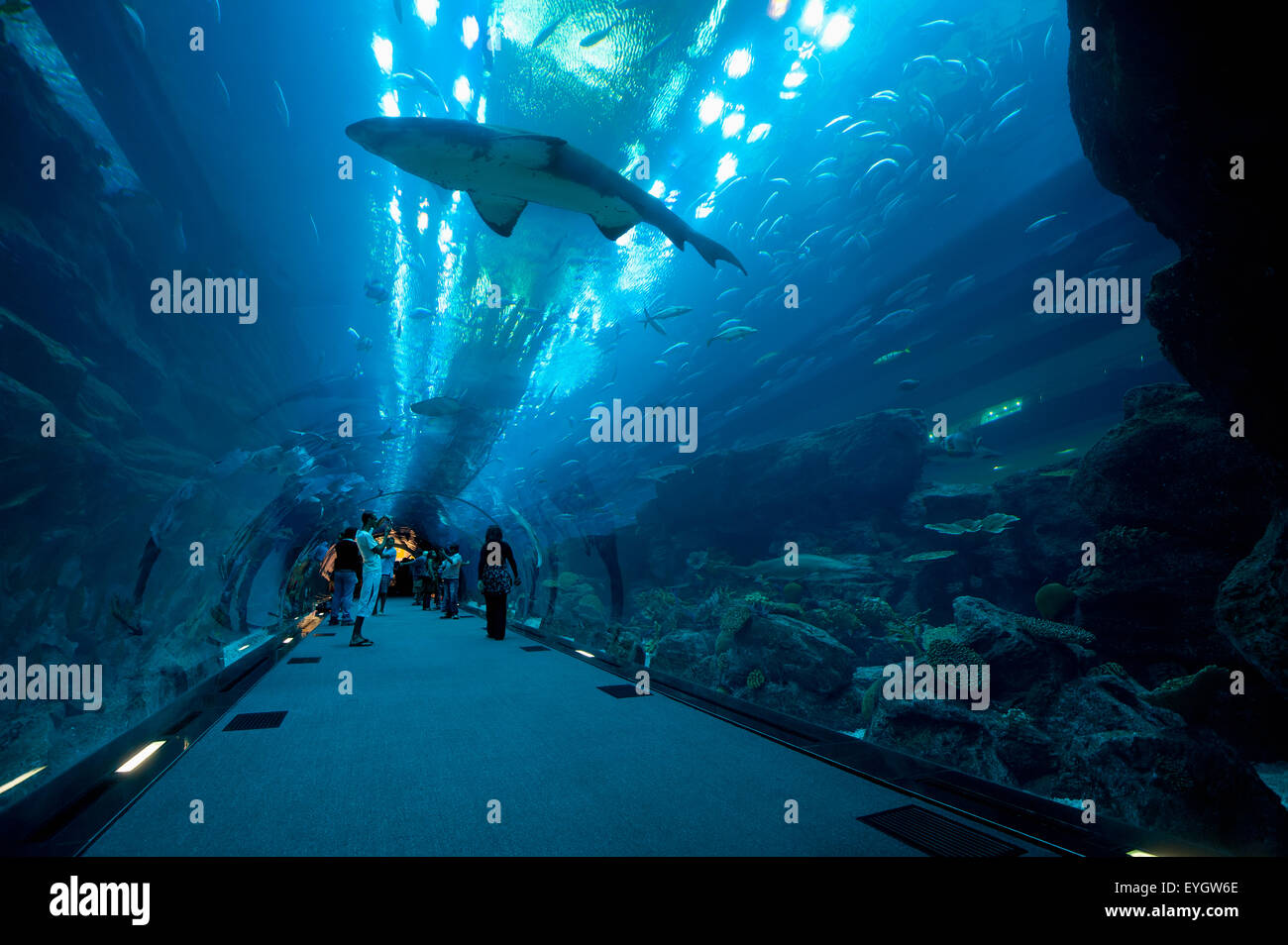 Sharks Are Swimming Above People In Tunnel, Dubai Mall Aquarium; Dubai