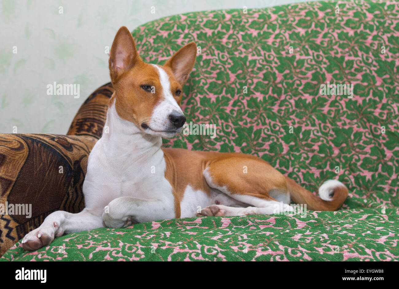 Royal basenji having rest on the sofa Stock Photo - Alamy