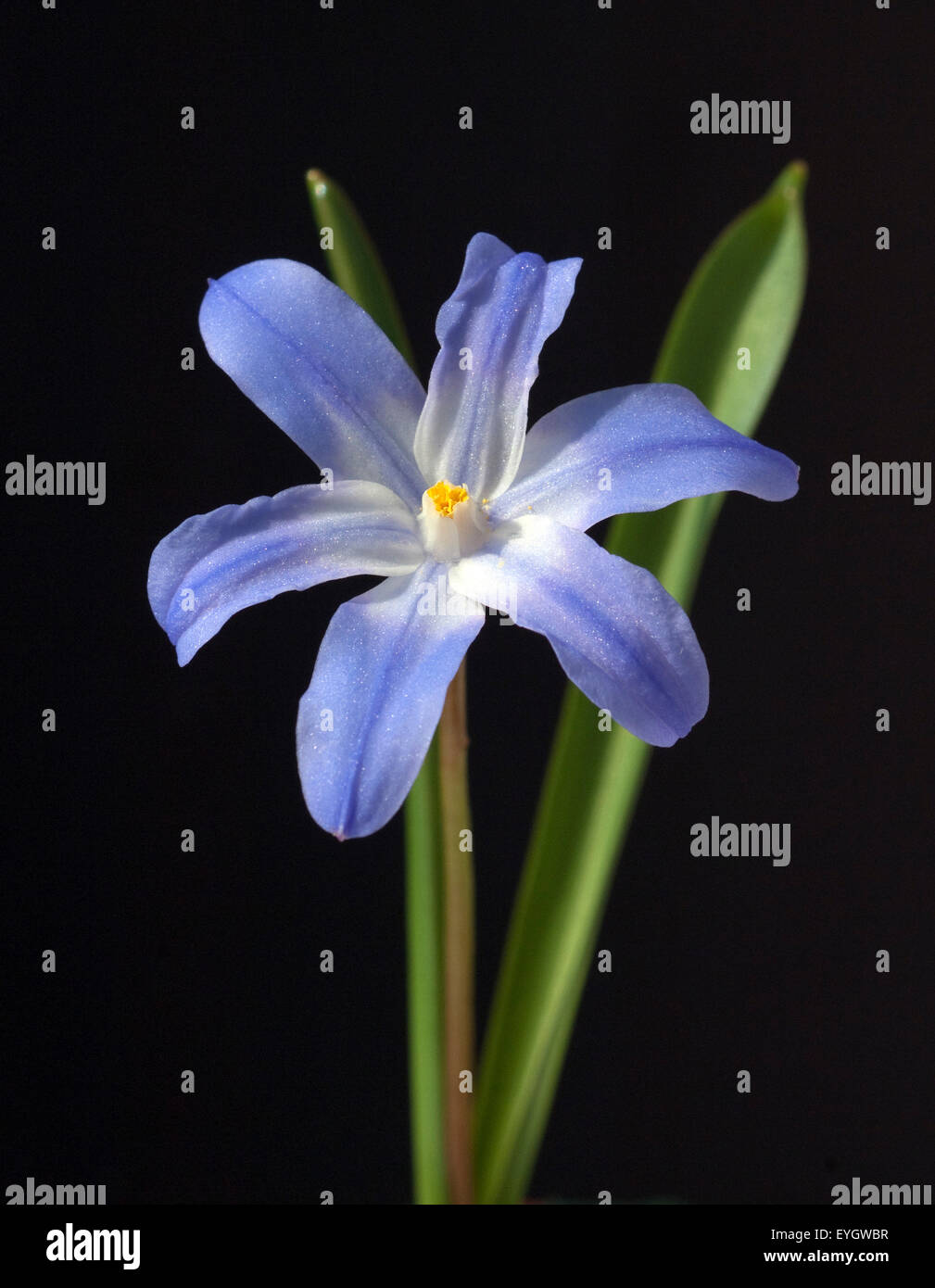 Schneestolz, Schneeglanz, chionodoxa luciliae Stock Photo