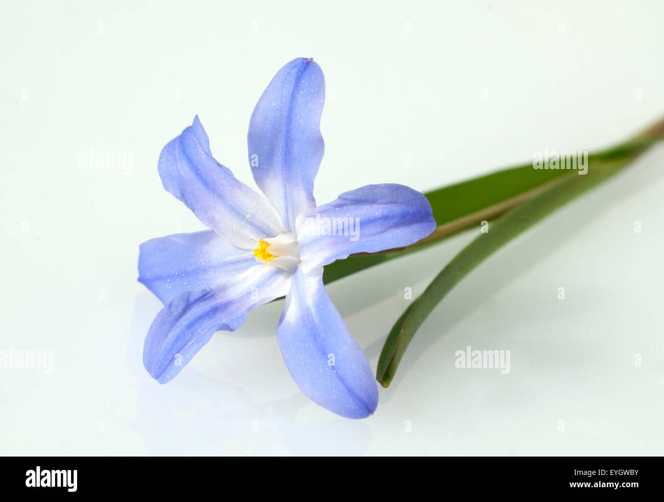 Schneestolz, Schneeglanz, chionodoxa luciliae, Stock Photo