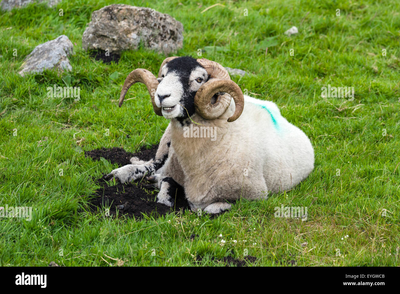 Scottish Blackface Sheep High Resolution Stock Photography and Images -  Alamy