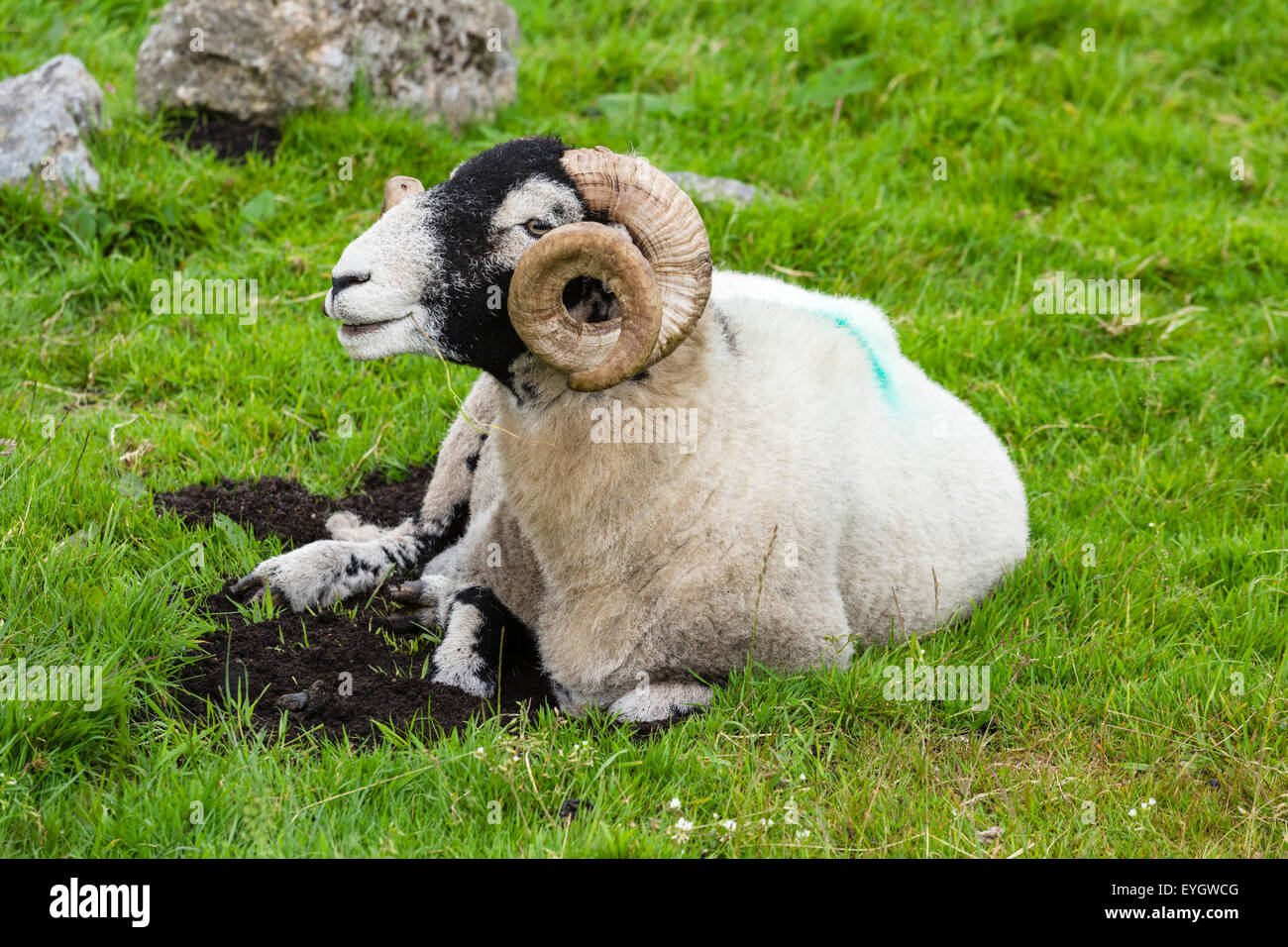 Scottish Blackface ram chewing grass in Dartmoor National Park, Devon, England, UK Stock Photo