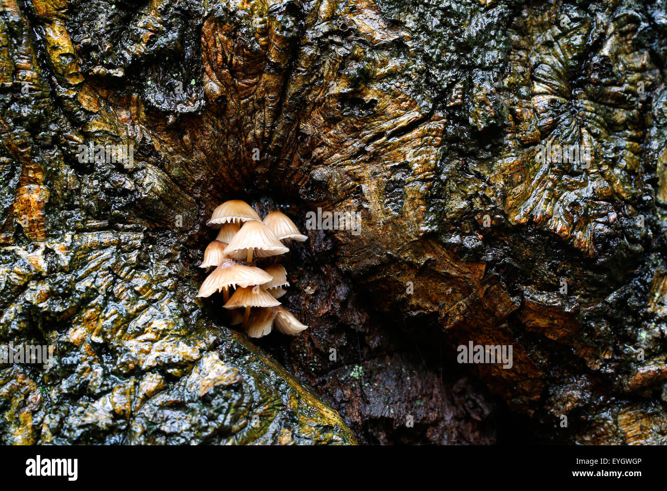 A cluster, or clump, of sulphur tuft mushrooms, Hypholoma fasciculare, growing in a damp, wet tree hollow in an English woodland area Stock Photo