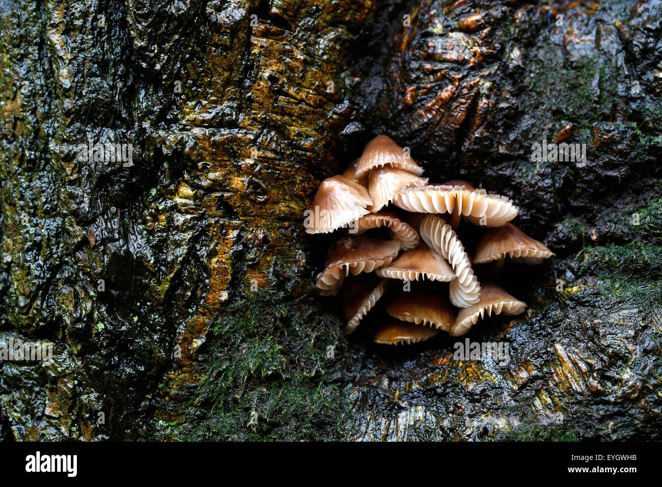 A cluster, or clump, of sulphur tuft mushrooms, Hypholoma fasciculare, growing in a damp, wet tree hollow in an English woodland area Stock Photo