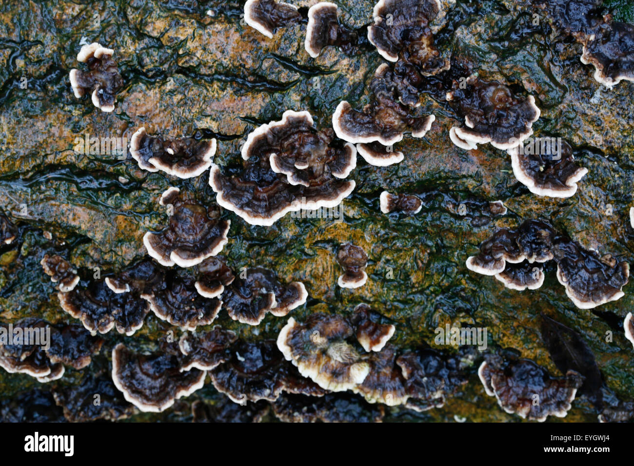 Brown and white Turkey tail fungus or mushrooms, Trametes versicolor, growing on a wet branch in a damp English woodland Stock Photo