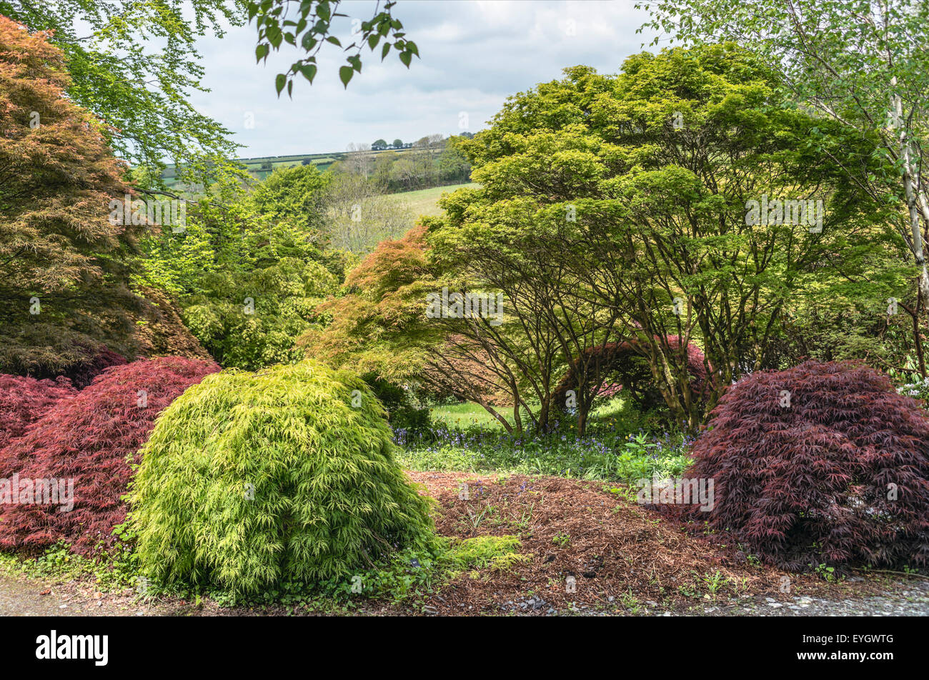 Acer Glade at the The Garden House, Yelverton, Devon, England Stock Photo