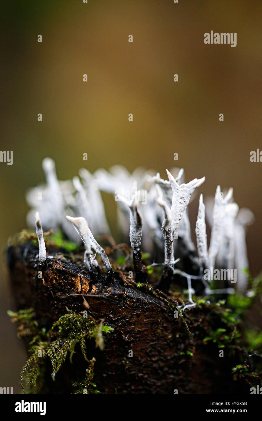 Candlesnuff fungi growing on a tree stump in a wet damp wooded area in England UK Stock Photo