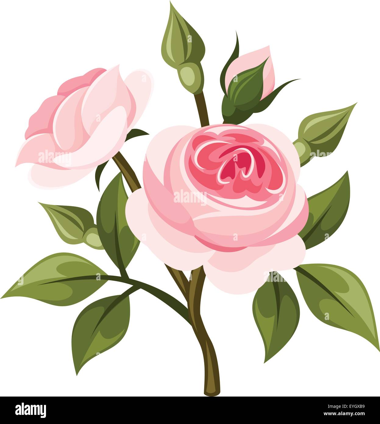 Branch of pink roses. Vector illustration Stock Vector Image & Art - Alamy