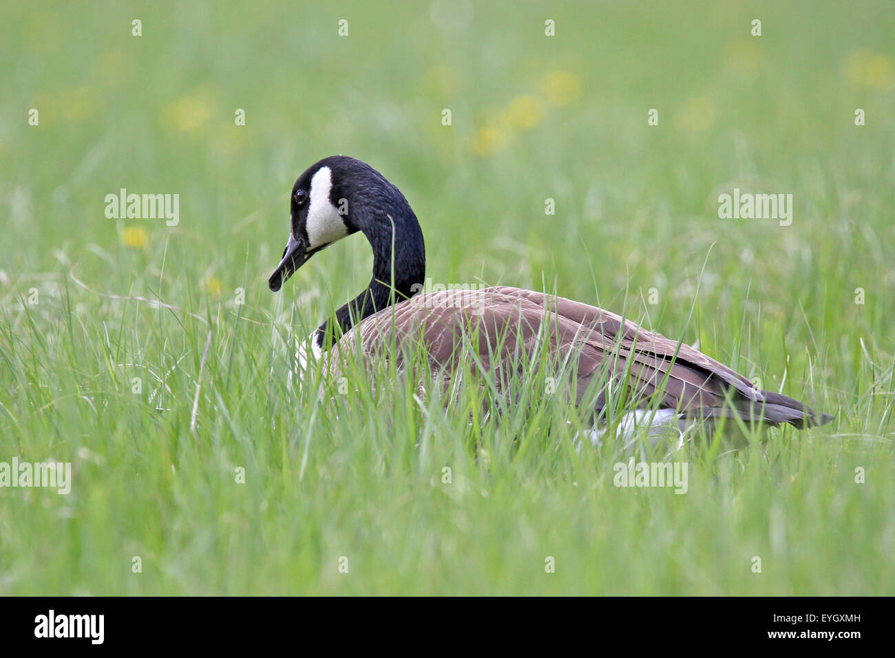 A Canada Goose (Branta canadensis) grazing in a wildflower meadow. Stock Photo