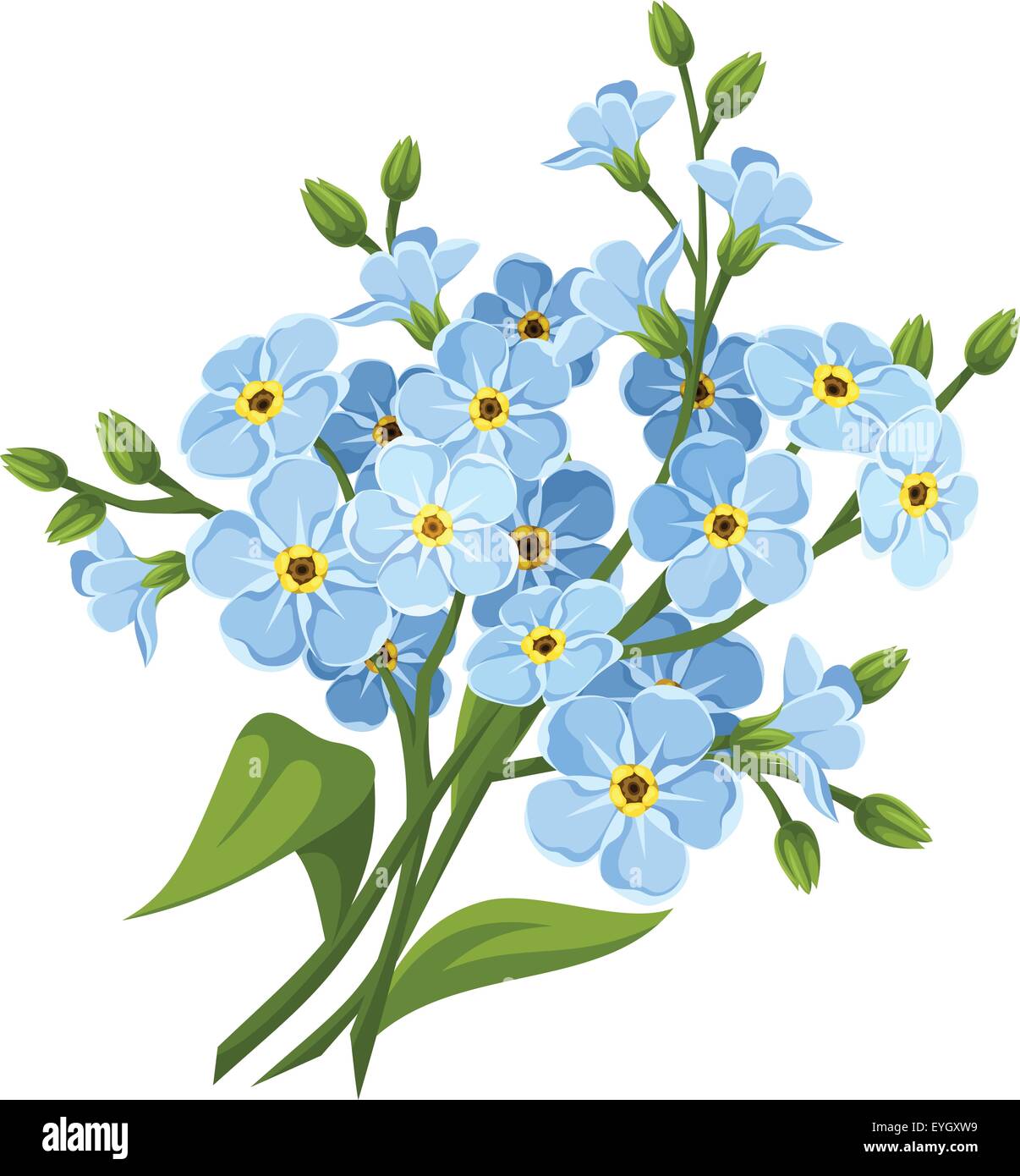 Blue forget-me-not flowers. Vector illustration Stock Vector Image & Art -  Alamy