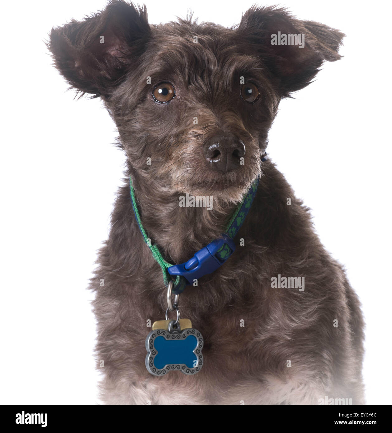 Do Dogs Have To Wear Rabies Tag