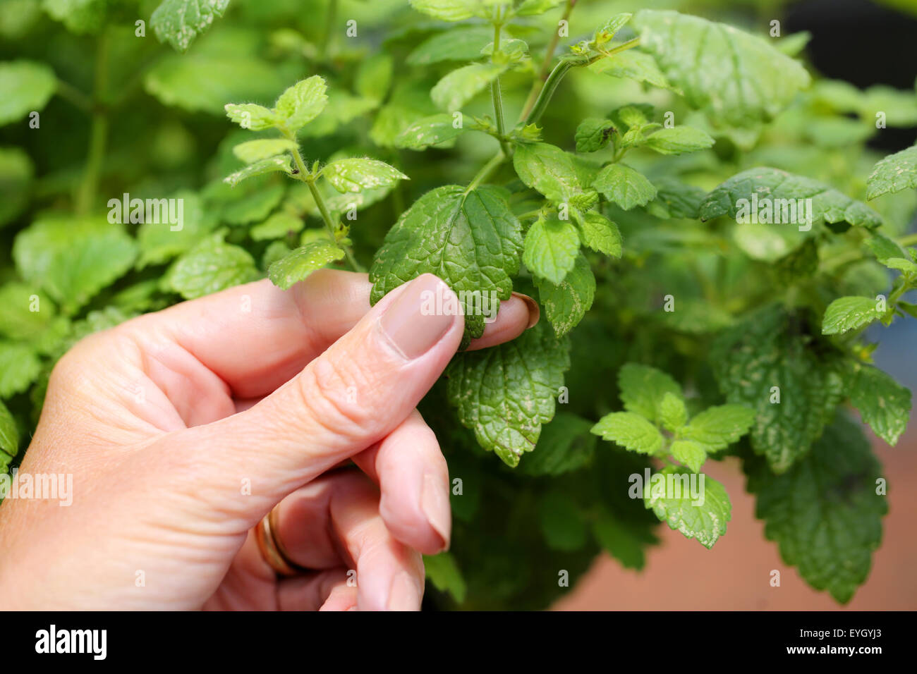 A woman rubbing the leaves of a Lemon Balm herb plant between  two fingers to release the scent from the crushed plants leaves Stock Photo