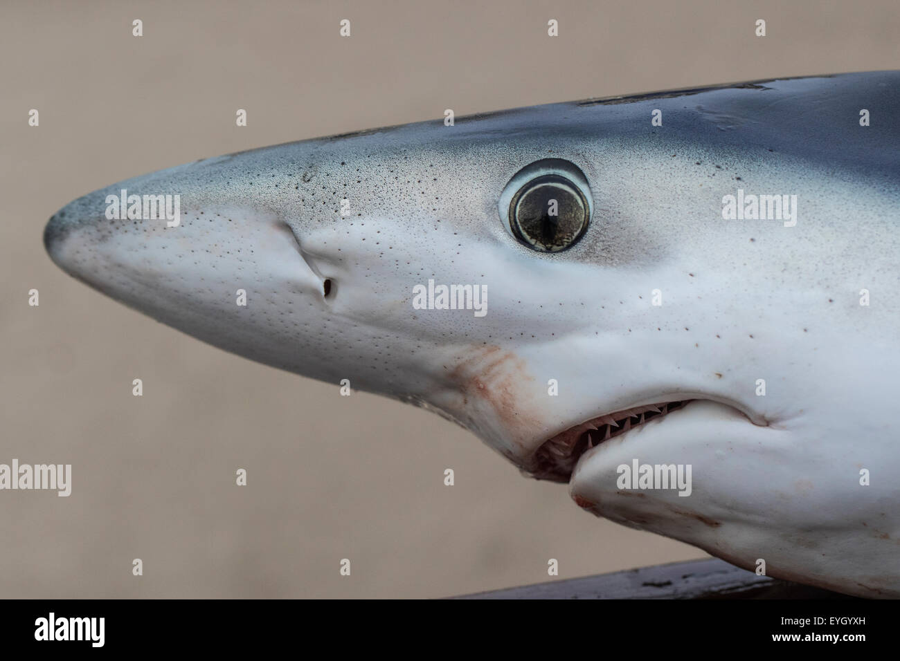 Close-up of a Blue Shark (Prionace glauca) caught as part of a scientific tagging programme, Isles of Scilly, Cornwall Stock Photo