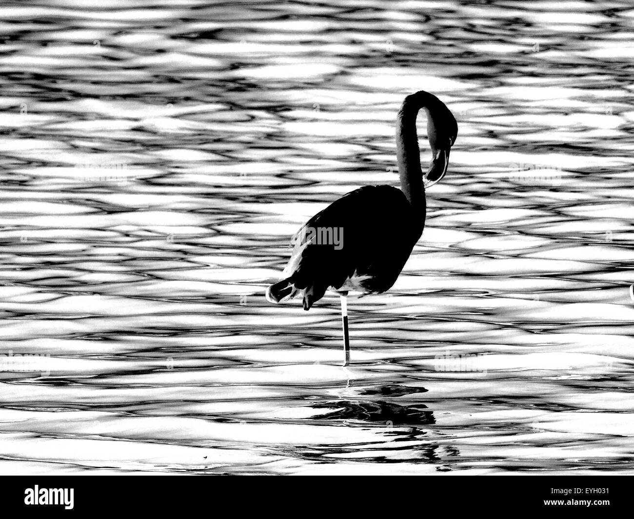 Flamingo silhouette in a water background, in black and white Stock Photo