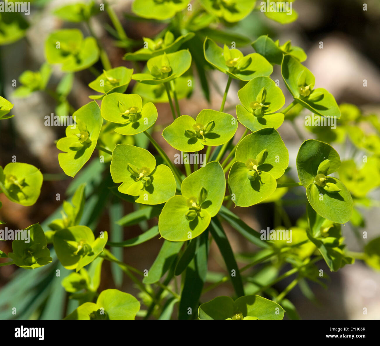 Steppen-Wolfsmilch, Euphorbia, seguieriana, Stock Photo