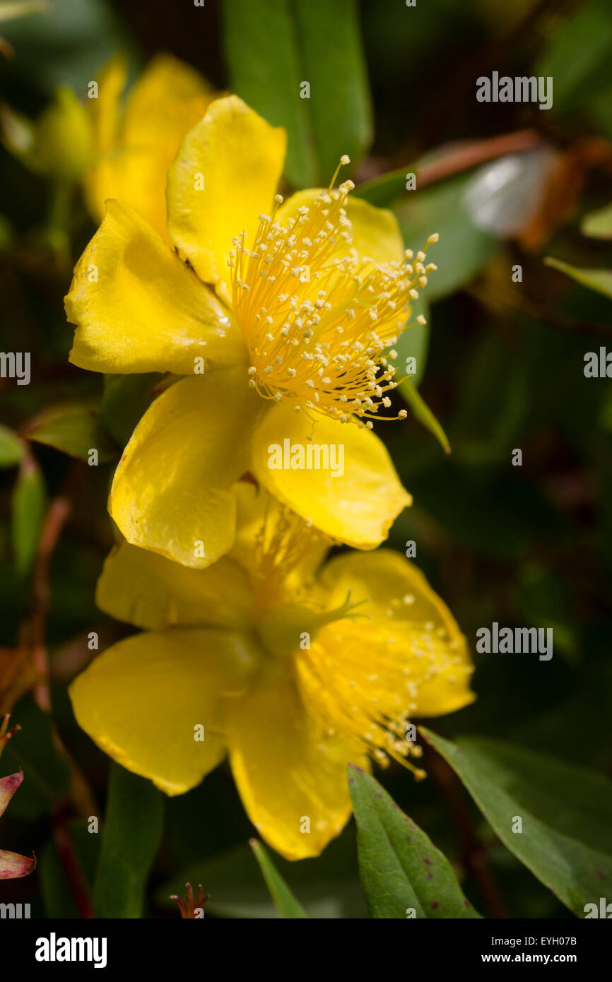 Compact Hypericum Hypericum hi-res stock photography and images - Alamy