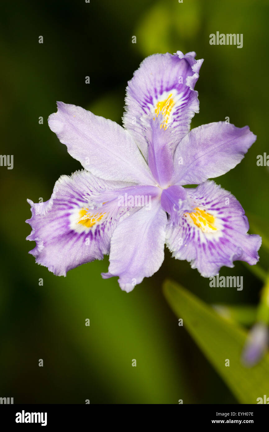 Single flower of the bamboo iris, Iris confusa 'Martyn Rix' Stock Photo
