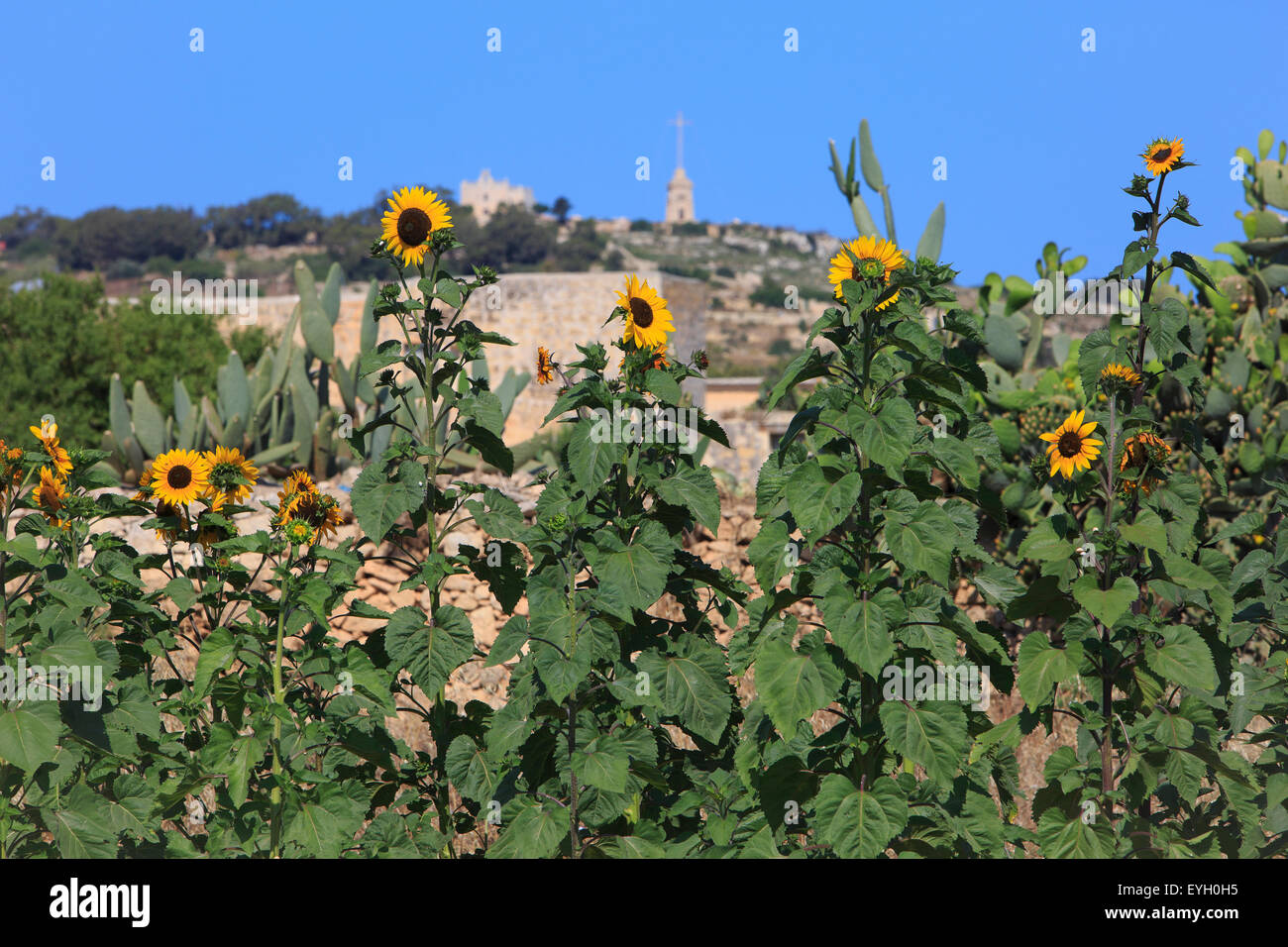 The Laferla Cross (1903) located on a steep hill outside the village of Siggiewi, Malta Stock Photo