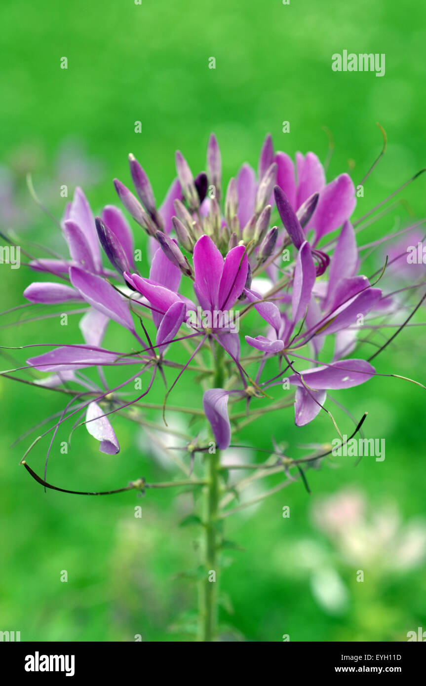 Spinnenblume; Spider flower Stock Photo Alamy