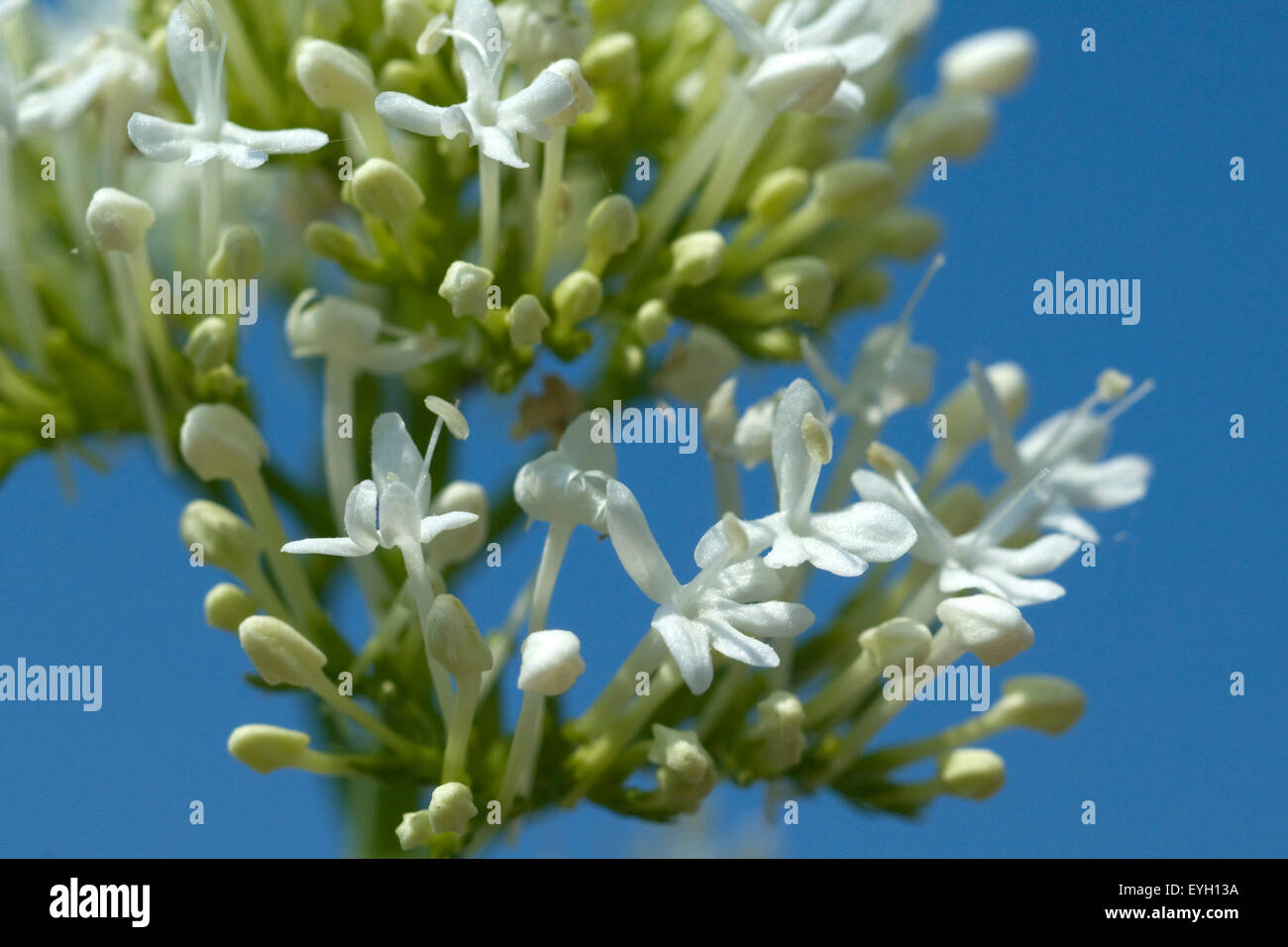 Spornblume, Centranthus, ruber, alba, Albus, Stock Photo