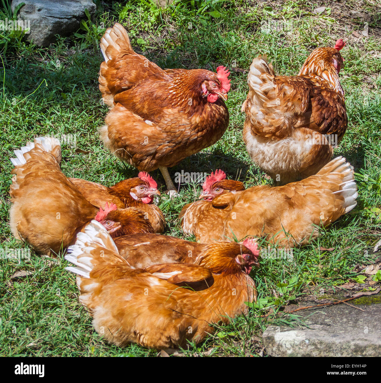 sun basking hens Stock Photo
