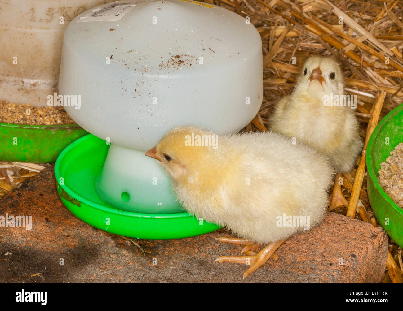 The bar is open, chicks having a drink at the water dispenser Stock Photo