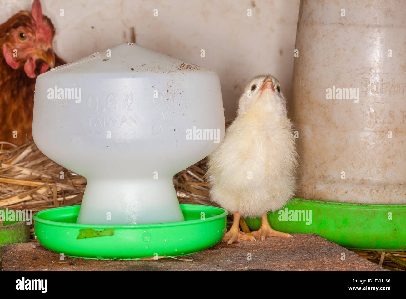 The bar is open, chick having a drink at the water dispenser Stock Photo