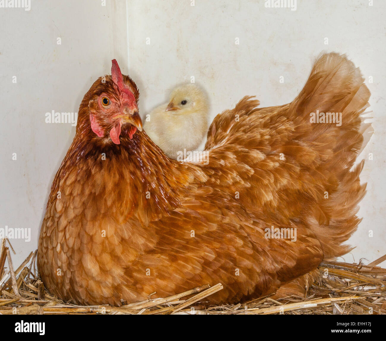 Joy of motherhood, mother hen with chick Stock Photo