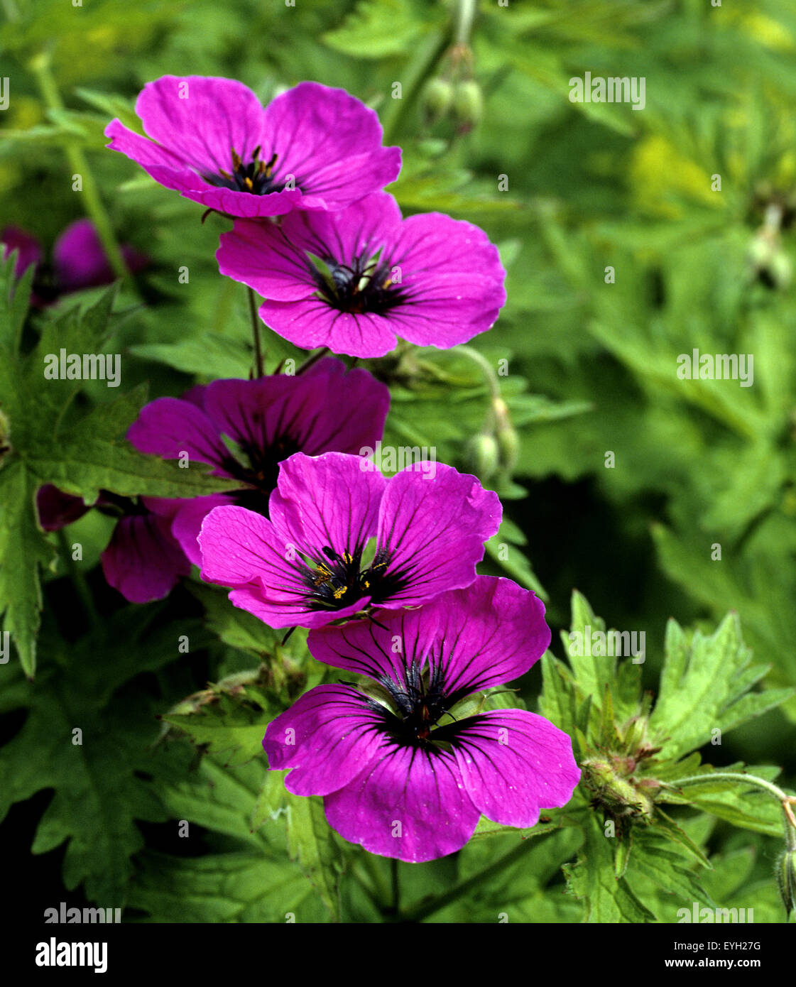Storchschnabel, Geranium, Sommerblume, Gartenblume, Balkonblume