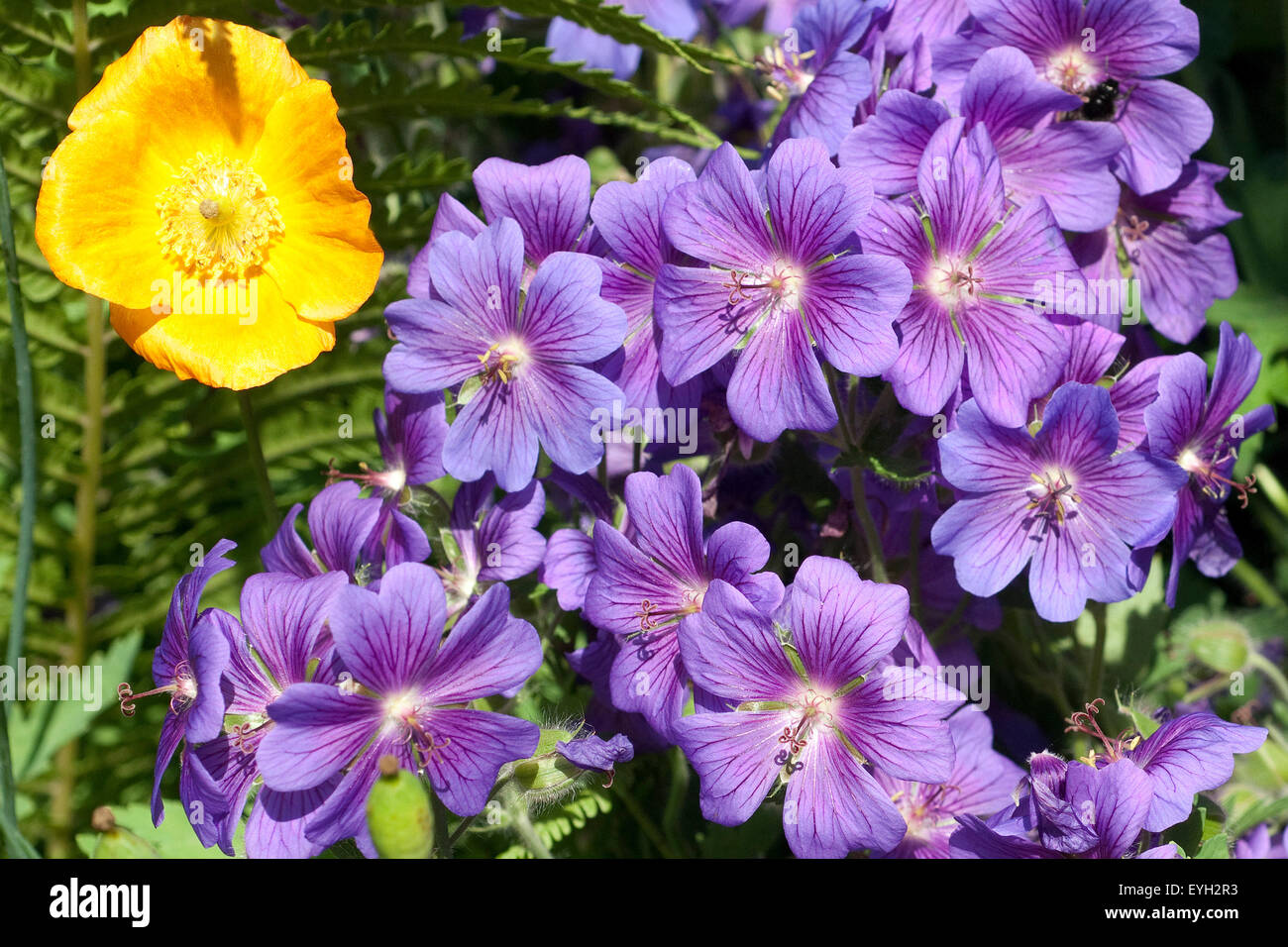 Storchschnabel; Geranium; magnificum; Stock Photo