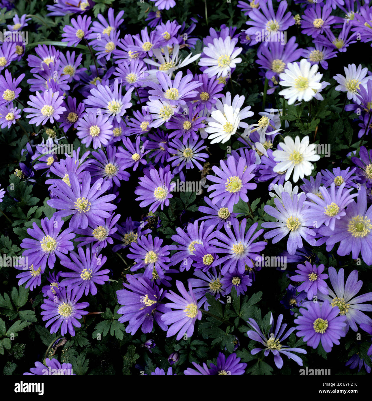 Buntes Blumenzwiebel Paket Mit 100 Stück - Krokusse, Anemonen & Mehr Für Bienen